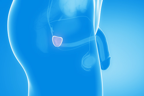 Prostata